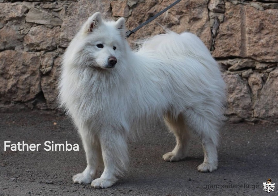 Samoyed dog puppy for sale