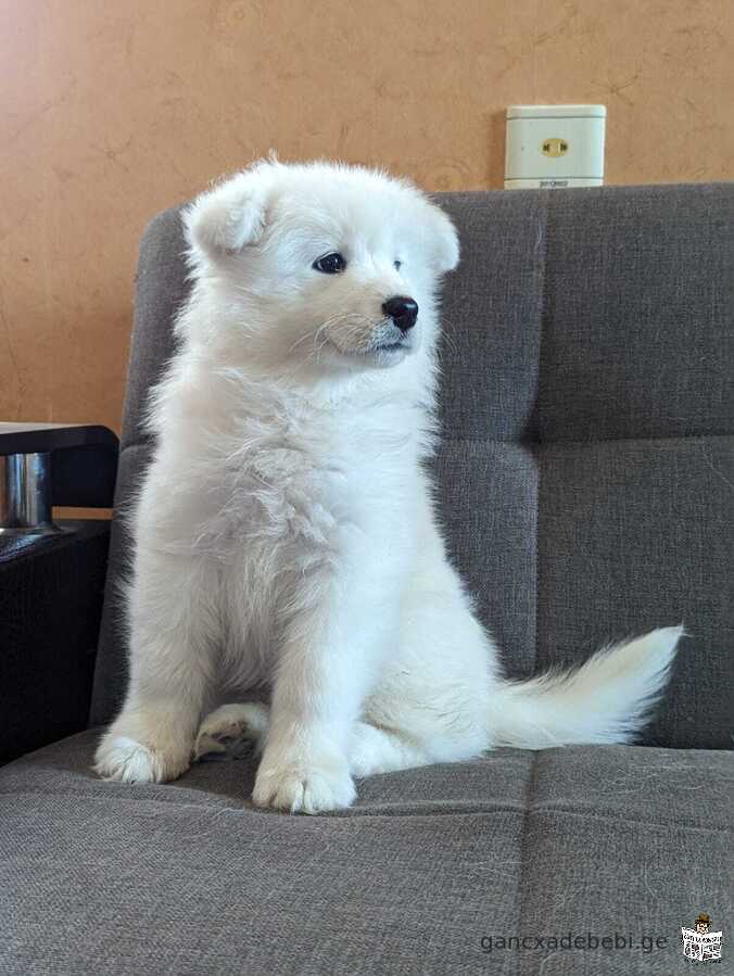 Samoyed dog puppy for sale