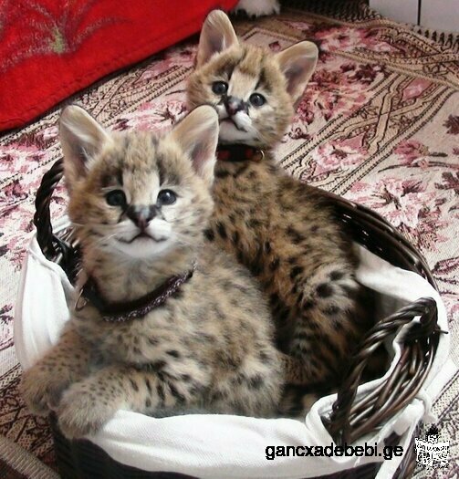 Serval kitten's