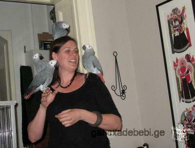 Talking African Grey Parrots