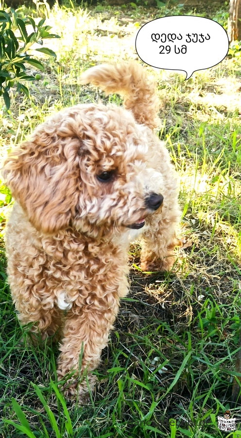 Toy and miniature poodle puppy red blond and peach color