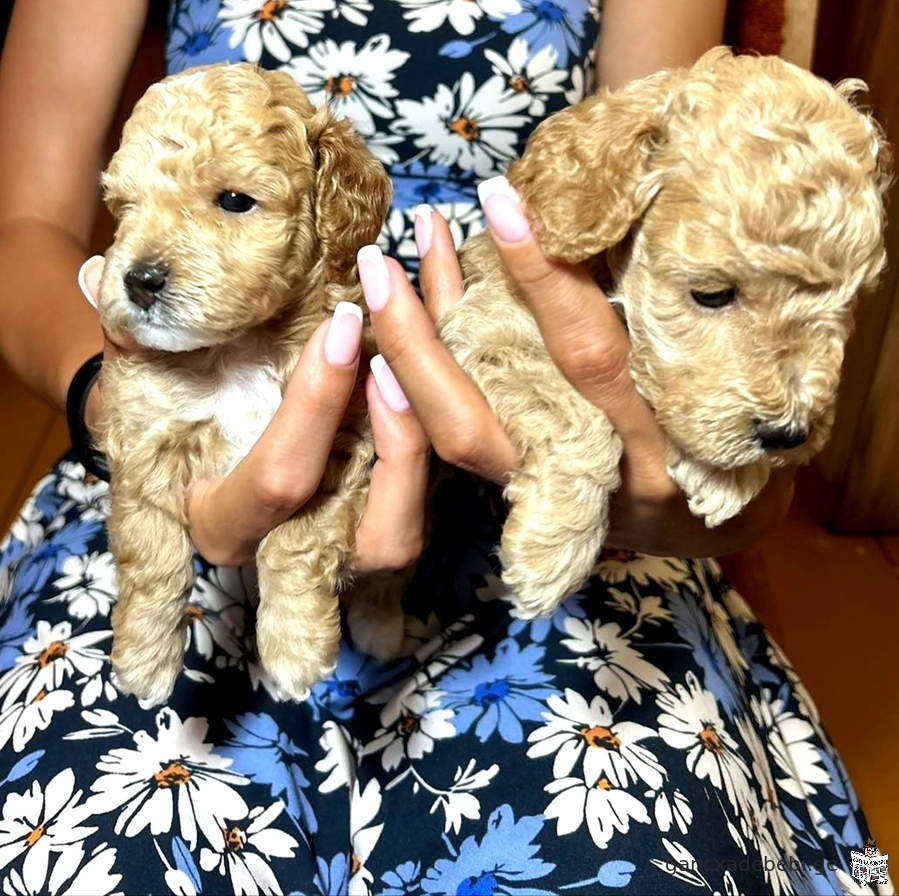 Toy and miniature poodle puppy red blond and peach color