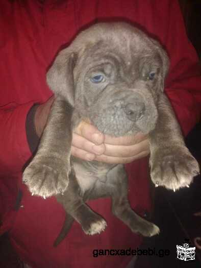 Two male cane corso puppies for sale