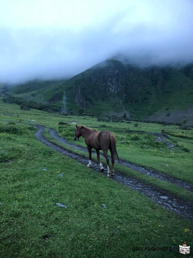 We offer a horse riding tour in Kazbegi