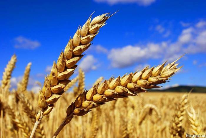 Wheat, corn, barley FOB, CIF Black Sea
