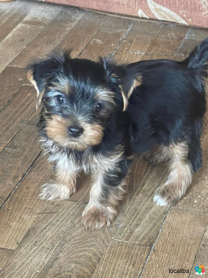 Yorkie puppies for sale. Children of titular mother and father