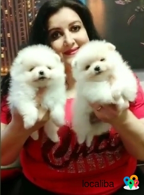 adorable Pomeranian puppies
