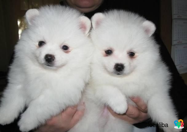 adorable Pomeranian puppies