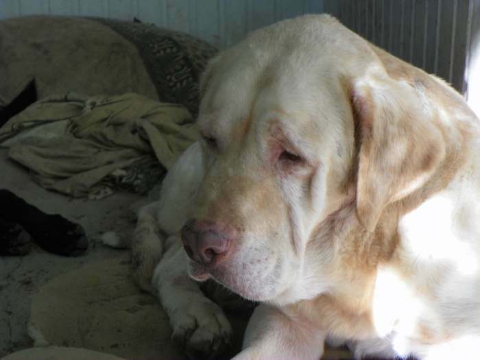 blind Labrador Rex needs loving owner