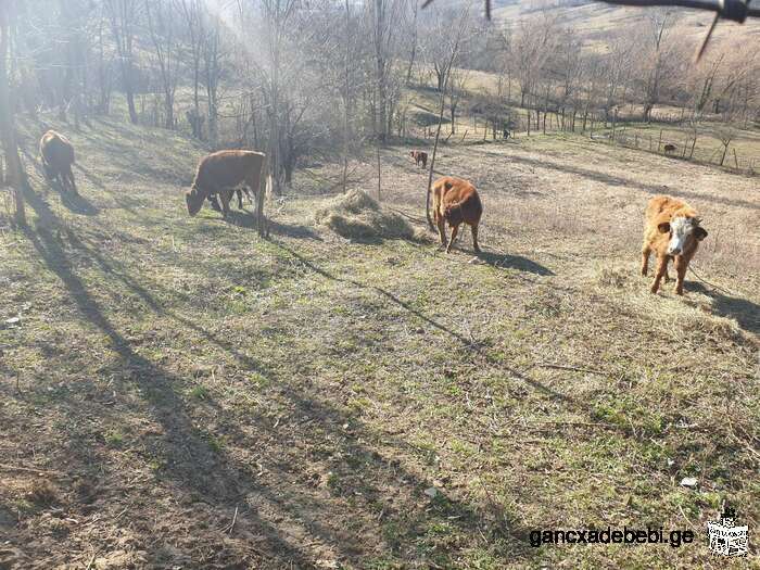 calf / cattle / cow