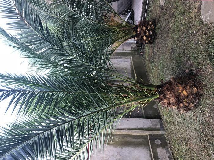 for sale palm tree