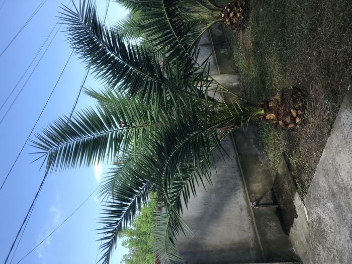 for sale palm tree