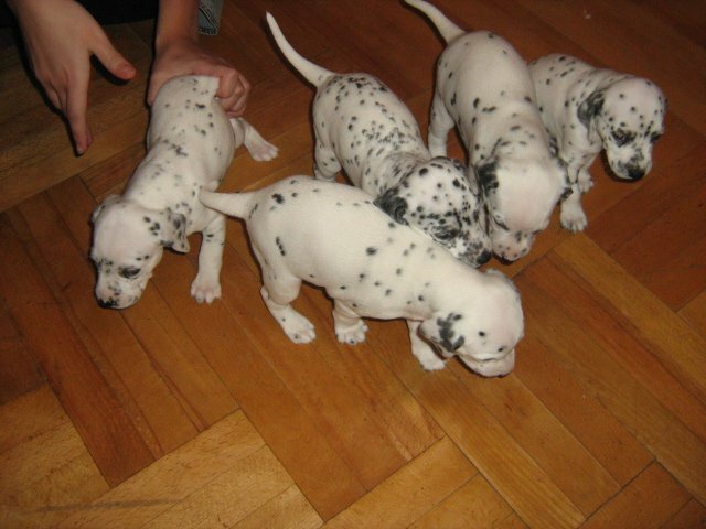 pure dalmatins puppies for sale!