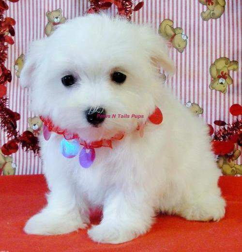 well trained Maltese puppies for sale
