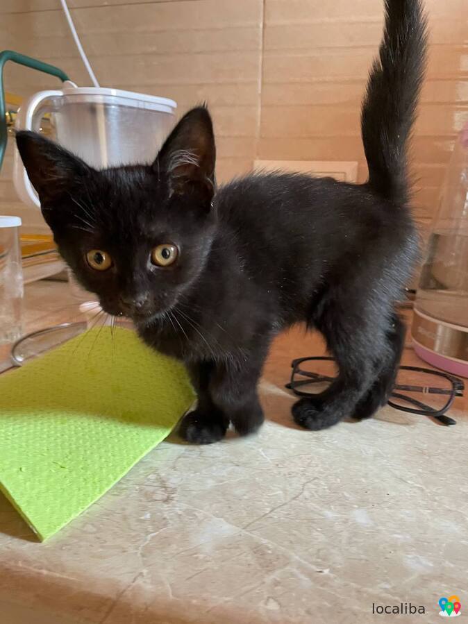 Je donne un petit chaton noir à une bonne famille.