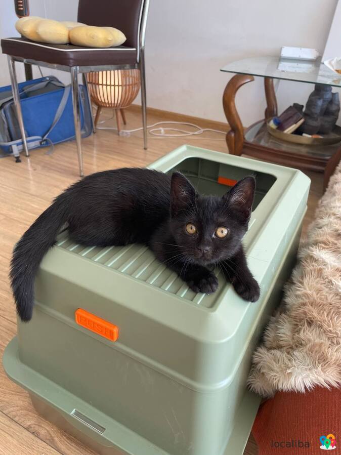 Je donne un petit chaton noir à une bonne famille.