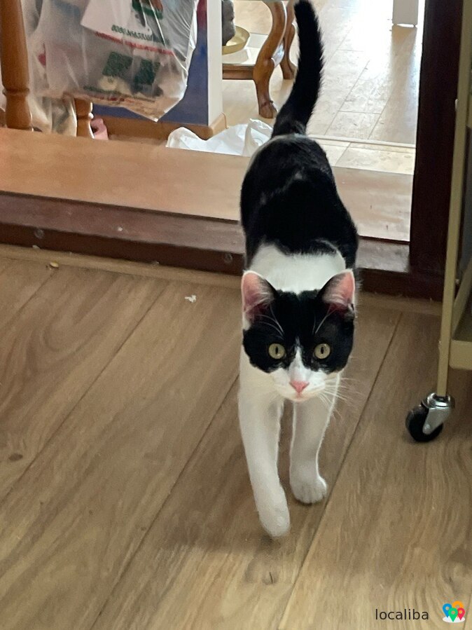 Noir et blanc, ce chat domestique cherche un nouveau propriétaire.