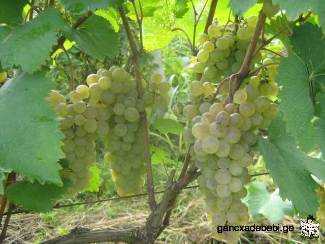 naturelle du vin Kakhetian