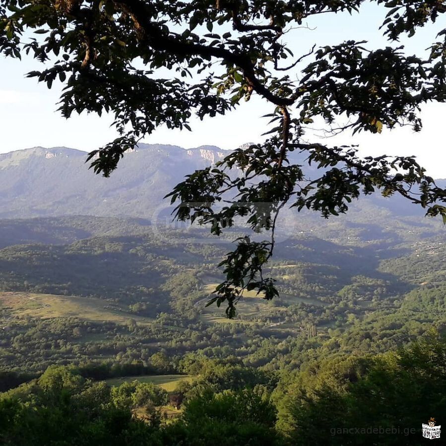 იყიდება მიწის ნაკვეთი ტყიბულის სოფელ ძუყნურში.