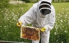იყიდება ფუტკრები თავისი ყუთით.