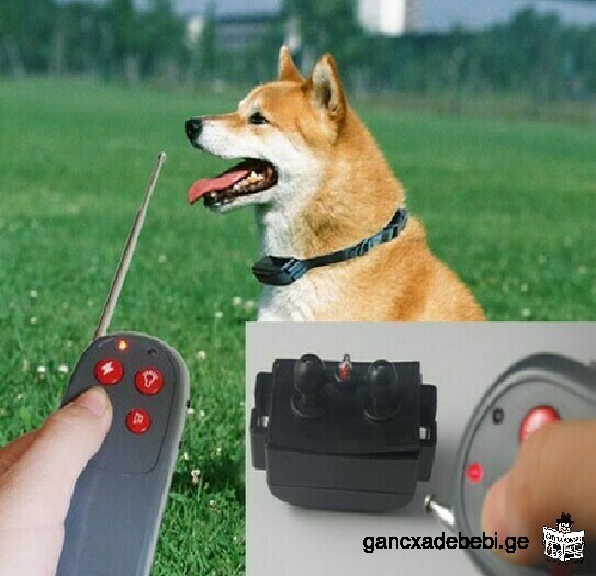ძაღლის ელექტრო საყელური