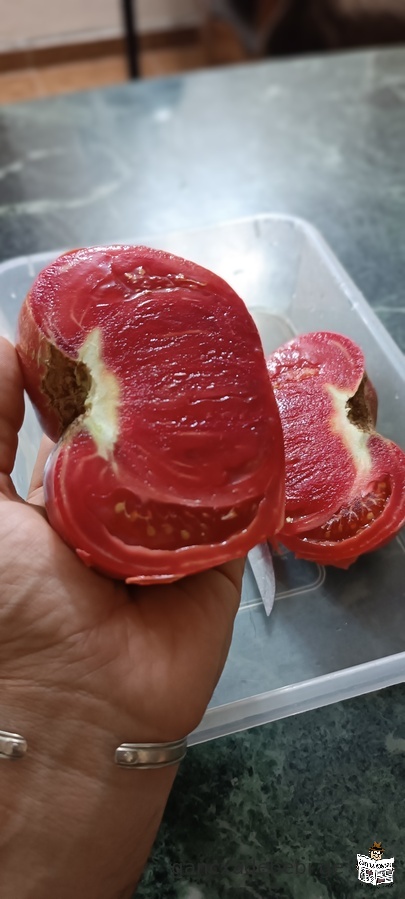 CiTilebi pomidori kombosto nesvi sazamTro satacuri