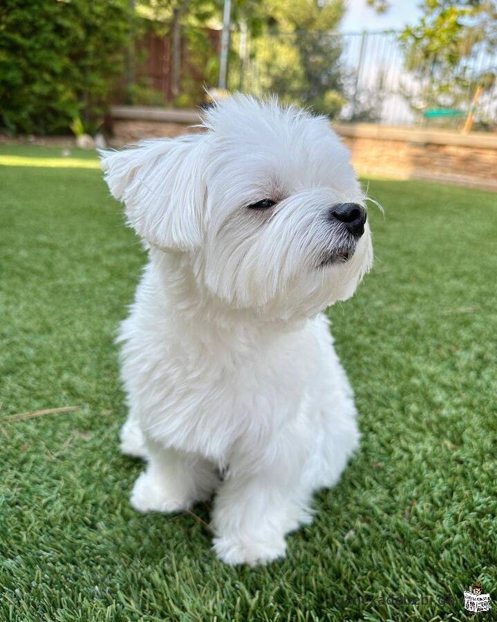 MALE/FEMALE MALTESE PUPPIES AVAILABLE