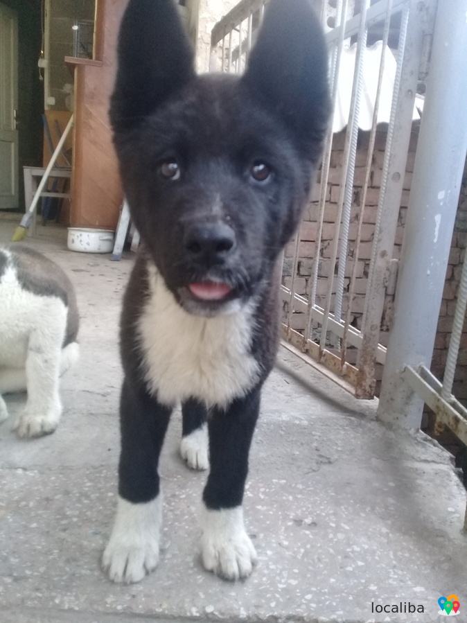 amerikuli akita