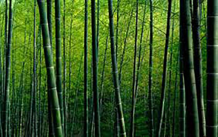 bambuki gasayidad