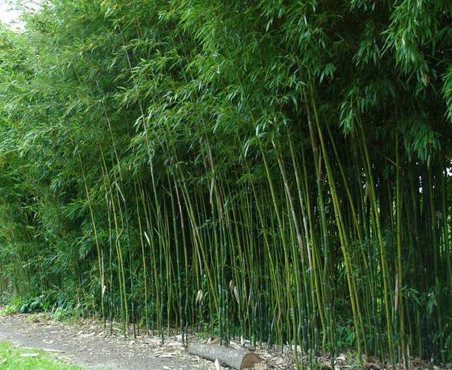 bambuki gasayidad