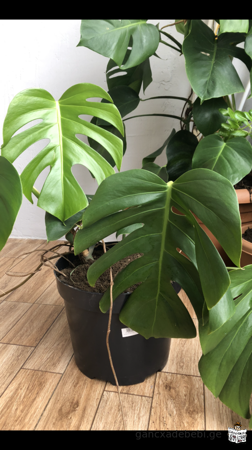 iyideba monstera(monsterebi)