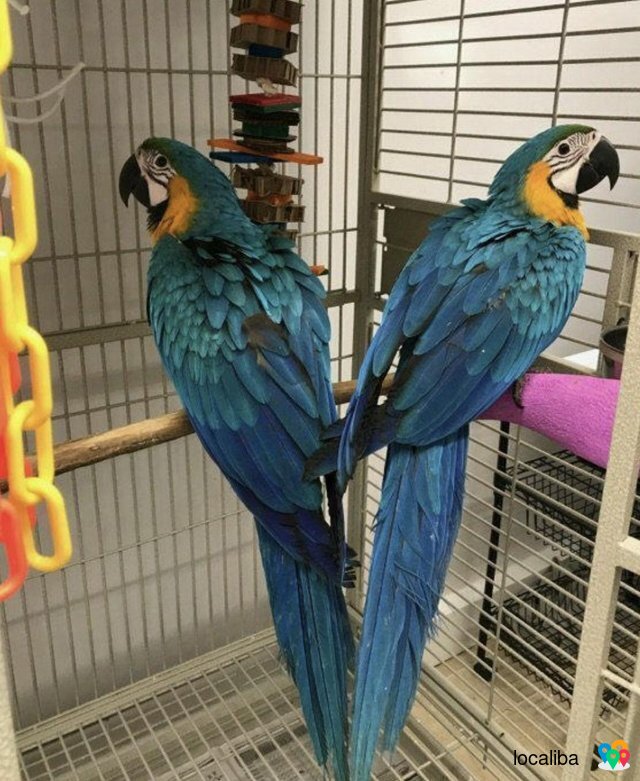 Анализ ДНК 2-летнего самца голубого и золотого ара