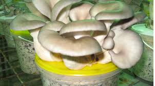 Выращивание гриба Вешенка обыкновенная