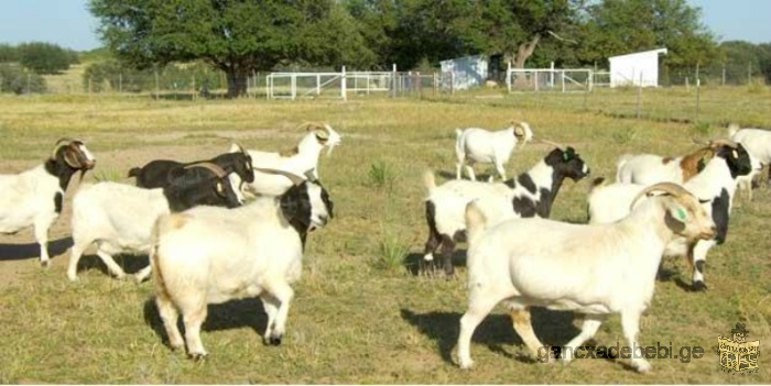 Доступны молочные козы