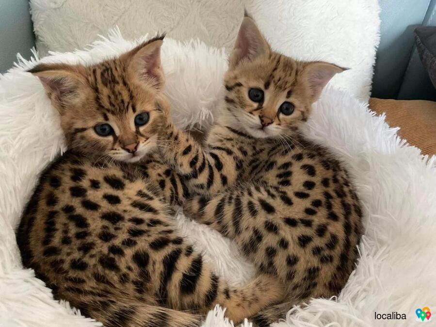 Красивые котята Serval и F1 Savannah доступны для покупки