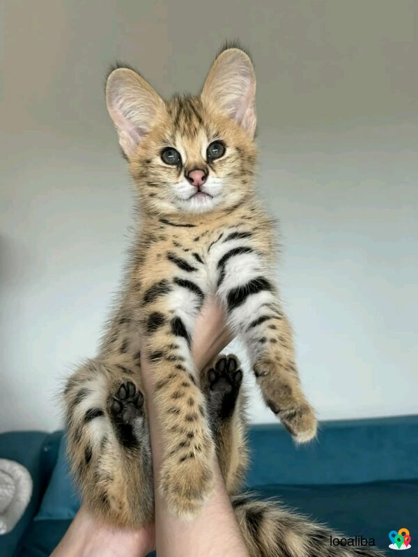Красивые котята Serval и F1 Savannah доступны для покупки