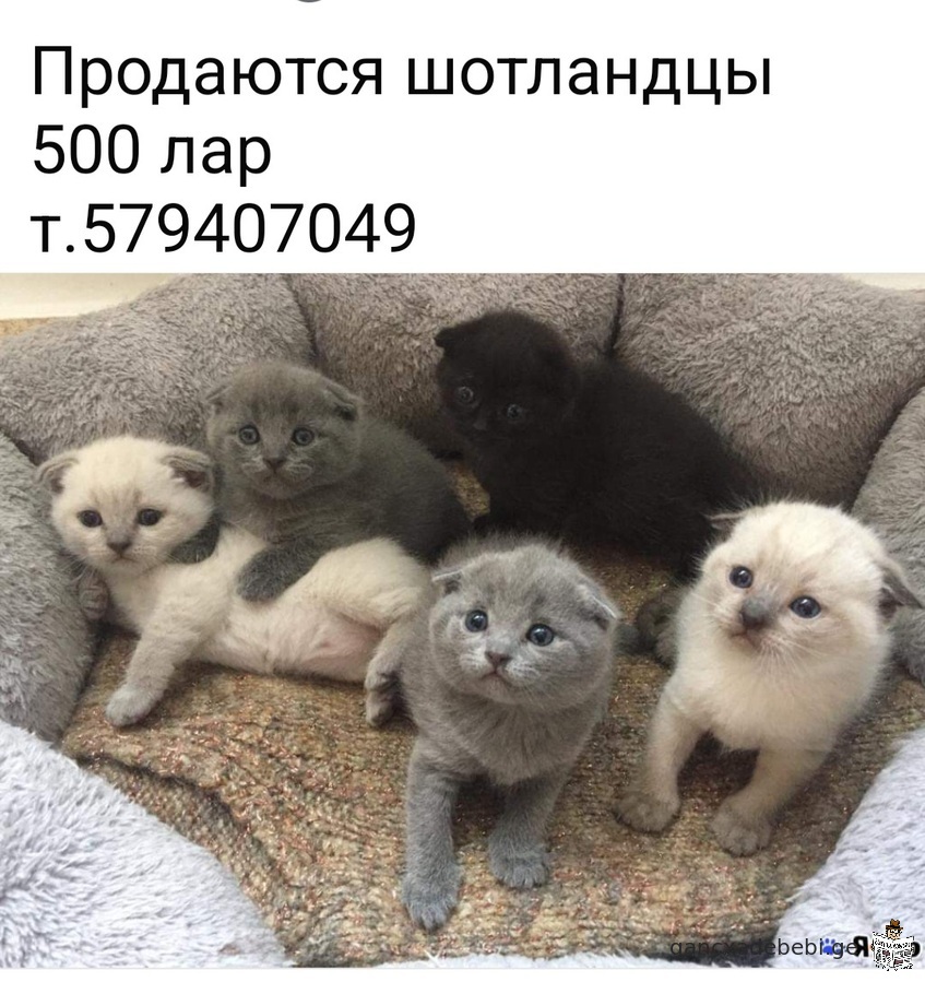 Породистые котята