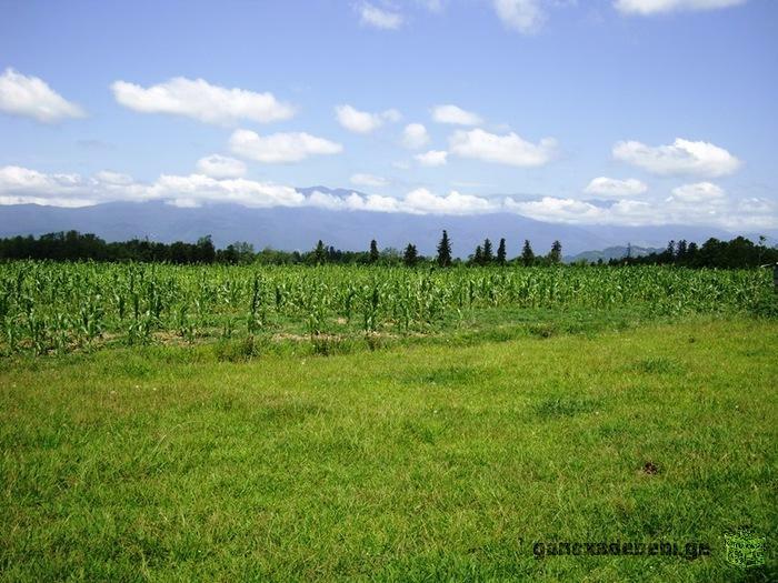 Продается 15,5 Гектар (155 000 кв.м) земли сельскохозяйственного назначения.