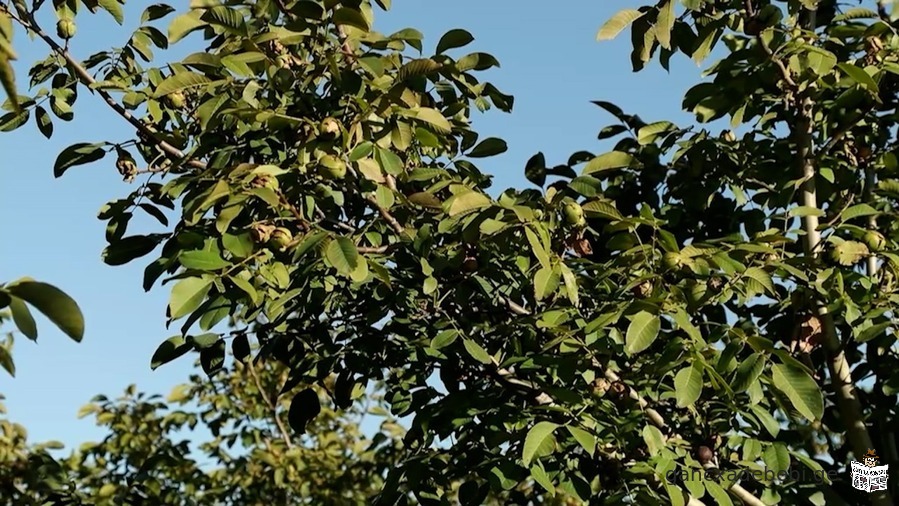 Продается 9 летний ореховый сад в селе Каралети Горийского района