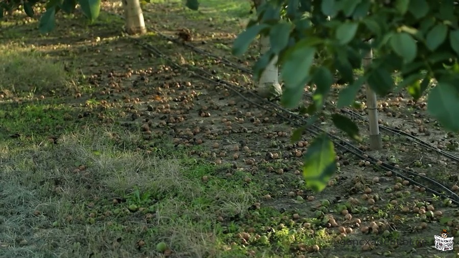 Продается 9 летний ореховый сад в селе Каралети Горийского района
