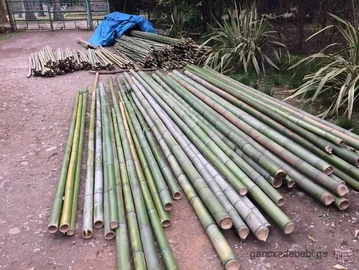 Продам бамбук