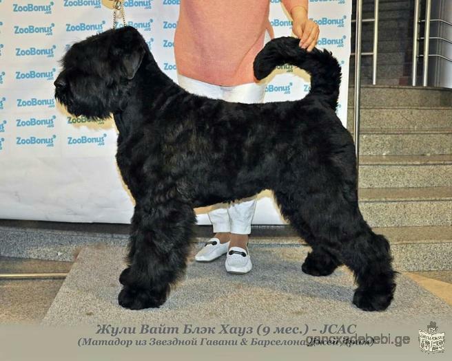Продам щенков Русского Черного Терьера