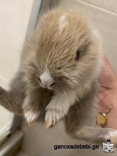 Продам японских кроликов