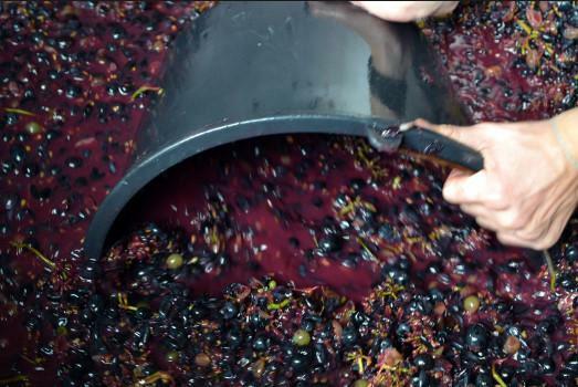 Продаю дробленый виноград в Армении
