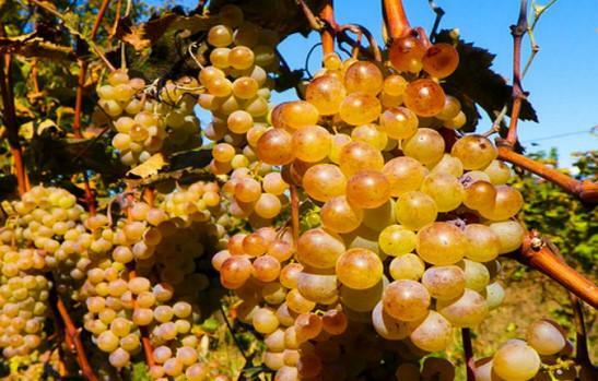 Продаю дробленый виноград в Армении