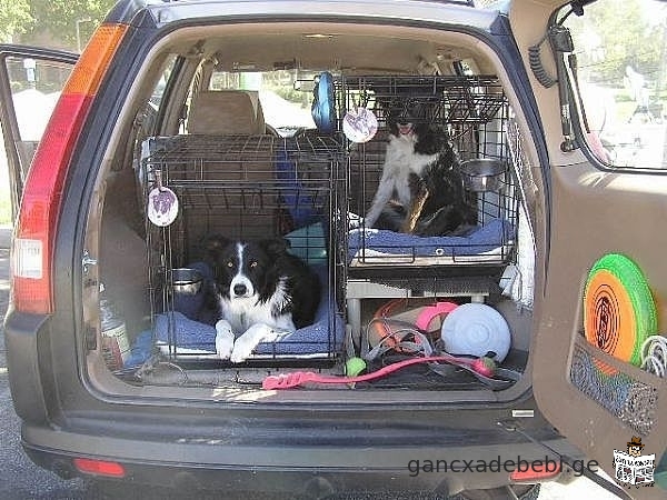 Услуги по перевозке животных (собак, кошек и т.д.)