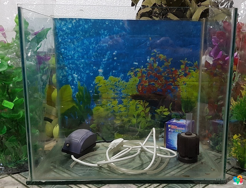 аквариум для рыб
