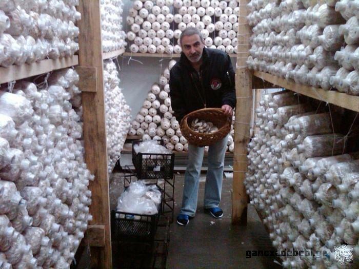 начинаите прибилный бизнес вырашивания грибов по новой, урожаинной и технологии.