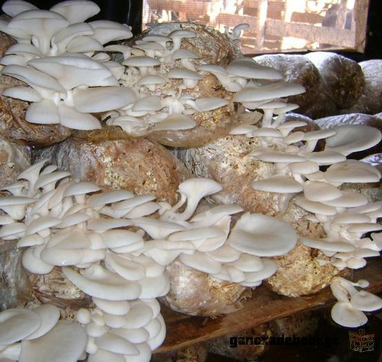 начинаите прибилный бизнес вырашивания грибов по новой, урожаинной и технологии.