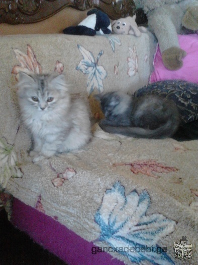 персидские котята